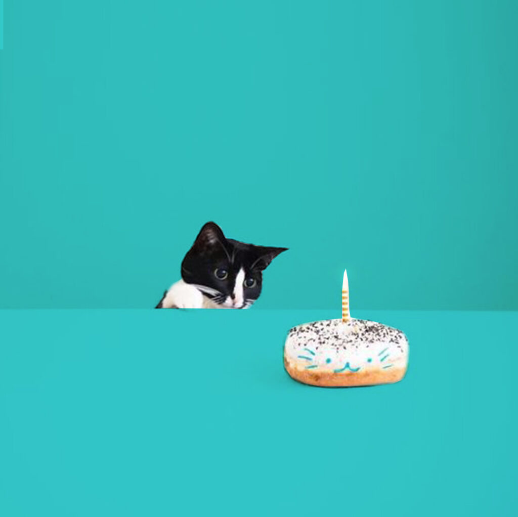 receita de bolo para gato