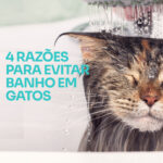 4 razões para evitar banho em gatos